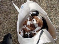 cutepetclub:  Bag of pups https://t.co/9LHGRlpUGE