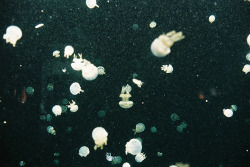 datsrad:  lesyeuxchats:  &copy; Jane Woolf  Jellyfishs, Vancouver, Aquarium  omg 
