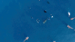 griseus:  Drone  whale sharks and mantas feeding together off the Coast of Cancun, Mexico.  Every year between May and September hundreds of whale sharks are migrating to this area in order to feed from plankton. video: T. Gruber 