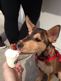 awwww-cute:  Moose got his first ice cream yesterday 