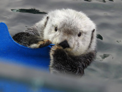 dailyotter:  Sea Otter Elfin Gets Cozy with a Felt Cutout Via Vancouver Aquarium; photo by aquarium volunteer Christine 