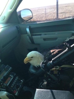 southernsideofme:  Get in Bitches, we’re delivering freedom 🇺🇸    Yeah, deliver that freedom.  It’s the gift to the rest of the world that keeps the terrorists coming, and a self-licking ice cream cone for the military industrial complex. 