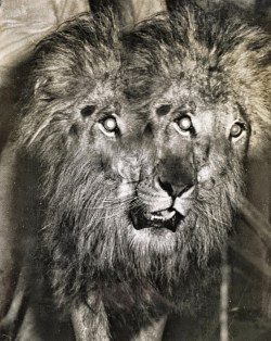 Lion with Three Eyes by Weegee.