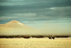 natgeofound:  A herd of 2,400 buffalo roam free near Gillette, Wyoming, December 1979.Photograph by James L. Amos, National Geographic 