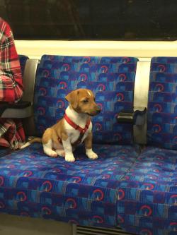 chrrist:  Spotting dogs on the tube is like finding gold at the end of the rainbow and you’ll find every person in the carriage gawking at the dog until they get off 