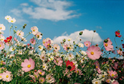 phosphore:  Flowers by ijaksekovic on Flickr.