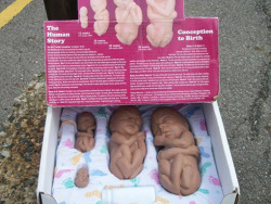 apersnicketylemon:  revolutioninabox:  A pro-life group in Lansing, Michigan says fetal models have helped save a baby from a late-term abortion. Officials with 40 Days for Life in Lansing posted a picture of a set of fetal models that it says helped