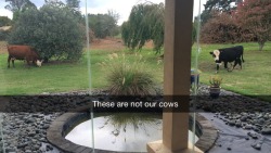 orjasmicliving:  The neighbours cows are eating our garden 