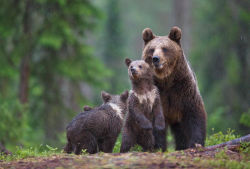 fuck-yeah-bears:  Family by Bogdan Boev 