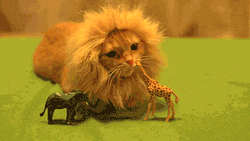 swaddle:  kxthleen:  unimpressedcats:  King of the jungle  always reblog  little lion man 