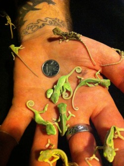 lovethebliss:  bluecoati:  lolshtus:  Tiny baby chameleons…  OMG this made my day thank u   