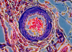 currentsinbiology:  Rat Mammary Gland Capillary Mr. Eric Bischoff San Diego, CA, USA Technique: Phase Contrast, 40x Objective 
