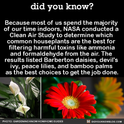 awkward-ravby: did-you-kno:  Because most of us spend the majority  of our time indoors, NASA conducted a  Clean Air Study to determine which  common houseplants are the best for  filtering harmful toxins like ammonia and formaldehyde from the air.  
