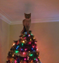 tastefullyoffensive:  &ldquo;No need to put a star on top of the tree now..&rdquo; [via]