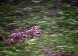 &ldquo;Predator&rdquo; Coyote in Cades Cove, Smoky Mountains National Park