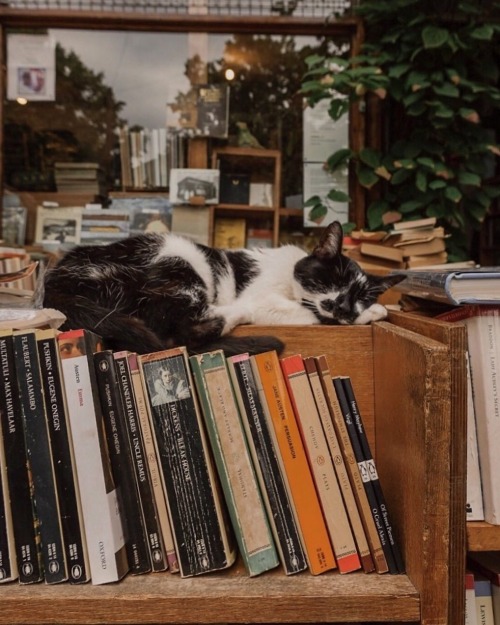 animals-addiction: My two favorite things in the world cats and books 