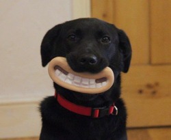 tastefullyoffensive:Greatest chew toy of all time. (photo via mike_pants)