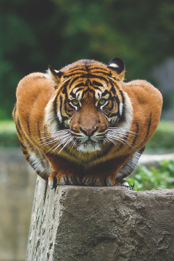 peace-be-dreams:  drooperscooper:  visualechoess:  Majestic | Photographer  This tiger looks like it’s doing push-ups.  Cats man