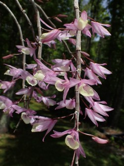 orchid-a-day:  Dendrobium aphyllumSyn.: Dendrobium cucullatum; Dendrobium pierardii; et al.May 31, 2019 
