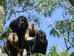 meatsingularity:  psychetronictonic:  cnet:  Compensating: Loudest howler monkeys have the tiniest balls The male howler monkeys with the biggest vocal organs have the smallest  testicles and lowest sperm count, new research has found.  It looks like