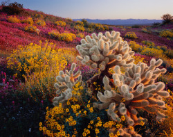 as-old-as-the-hills:  Teddy-bear cholla cactus, brittlebush, and red owl’s clover flowering on the Harcuvar Mountains in Arizona. by Jack Dykinga