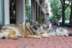 freshest-tittymilk:  portraits-of-america:       “I got both of them from local shelters. When I got her in 2006, the staff told me she was a shepherd husky. I go to the dog park, I’m meeting people with shepherd husky mixes, and they look nothing