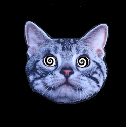rocknroll-hippie:  BACK with psychedelic cat haha follow rocknroll-hippie for a lot more trippy shit on your dash x