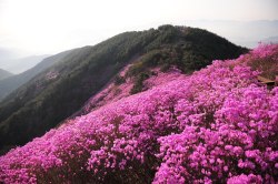 softwaring:  천주산의 봄 