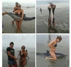 jaidefinichon:  En Perú mataron a este delfín solo para sacarse fotos. Quienes son los indios? Perunaos mandriles  Y para eso quitan el mar a Chile&hellip;..
