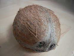 Me löydettiin Nupin kans söpö kookospähkinä, sil on silmät ja kaikki.