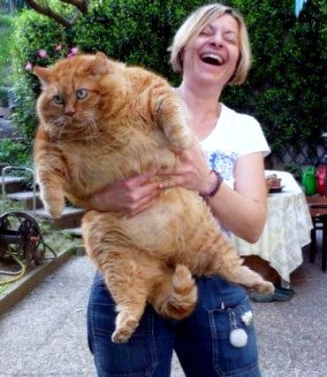 Fat Cat Garfield 59