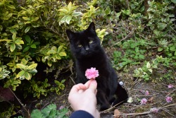 catsbeaversandducks:  amydoesthings:  proposed to my cat today (she said no)  “Thanks but no.” 