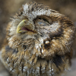 cloudyowl:  Scops Owl by Eagle’s eyes 