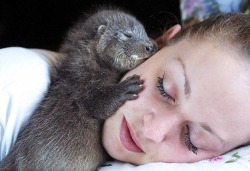 julii-wolfe:  ridexridexponyx:  if you dont like otters i dont like you  &amp; where do the rest of us get our face hugging Otters? 