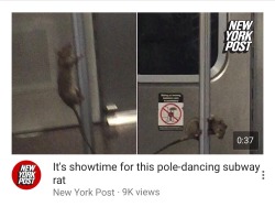 pon-raul: swearwolvez:   pon-raul:   swearwolvez:  @pon-raul behold the superiority of your home state  we have dancing subway rats  what isn’t superior about that    Ratatouille should not have to do this to get through culinary school your economy