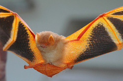 earth-song:  Painted bat (Kerivoula picta) is a species ofvesper bat in the Vespertilionidae family. It is found in Brunei, China, India, Indonesia,Malaysia, Nepal, Sri Lanka, and Vietnam. It is found in arid woodland. The body and tail are