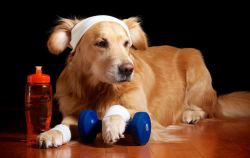hematight: rbmichael:  glutenfreevodka:  I be up in the gym just workin on my fitness he’s my witness  why would a dog need sweatbands   To hold back their floppy ears 