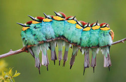lethalmami:  awesome-picz:  Pics Of Birds Cuddling Together For Warmth Will Melt Your Heart   I thought the first one was a caterpillar I was about to freak out lmfaoosbfjckehwyau