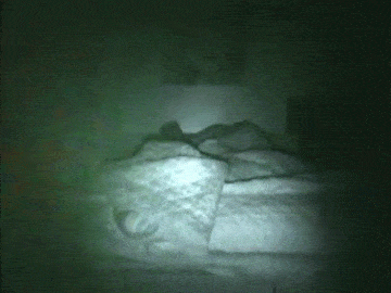 kryptophysics: unexplained-events:  Woman uploads footage of a strange creature in her friend’s bedroom   “My friend had been hearing noises in her bedroom at night for weeks so she set up a camera, and the footage she got is unexplainable.”   VIDEO