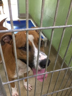 pressrepete:  Ok so if y'all would reblog this I would really appreciate it. This guy is the sweetest dog at the shelter. He’s a couple of years old, housebroken, and knows how to sit. He’s energetic but not overwhelming. Now the problem is, he’s