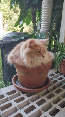 the-southern-dandy:The orange shrub-cat requires many pets to grow big and strong. Contrary to other shrubs, this shrub is deeply adversed to being watered.i love it