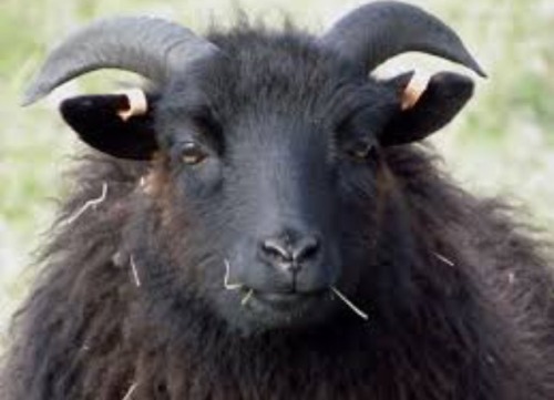 Cameroon sheep
