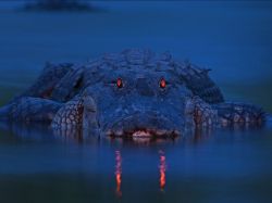 Night vision (alligator)