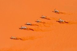giraffeinatree:  (via 500px / Photo “Desert Choreography” by Marsel van Oosten) 