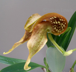 orchiddynasty:  Bulbophyllum burfordiense (Papua New Guinea) 