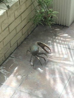 metamorphxgus:  justspilledcoffee:  Hey guys did I mention I live on a fucking weird island and sometimes land crabs with 8-inch claws try to get into my house  #this was the first one to actually knock on the door so I applaud her manners