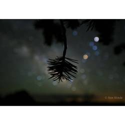 Star Colors and Pinyon Pine #nasa #apod #pinetree #constellation #scorpius #stars #milkywaygalaxy #grandcanyon #antares #saturn #planet #christmaseve #space #science #astronomy