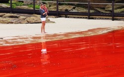 Beaches near Sydney, Australia were looking pretty gruesome last week as an algae bloom coloured the waters a bright red (signs of the apocalypse, anyone?)