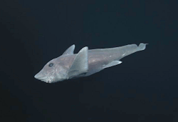 realmonstrosities:  The Pointy-nosed Blue Ratfish (Hydrolagus trolli) is a Halloween horror!Of course it is, it’s a Chimaera! Also known as a Ghost Shark or Rat Fish.This particular one also has a pointy nose and it’s called trolli. What’s more