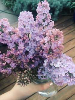 wethinkwedream:i love lilacs so dang much oh my gosh i cant wait